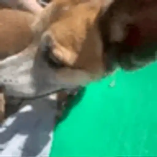 Figurinha: Cachorro brincando