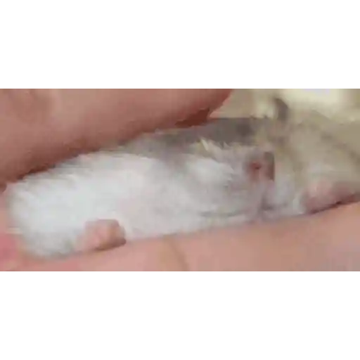 Figurinha: Hamster sendo acariciado