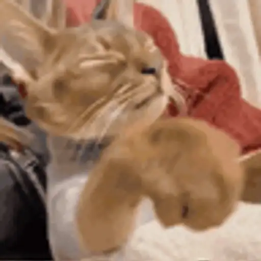 Figurinha: Gatinho lutador