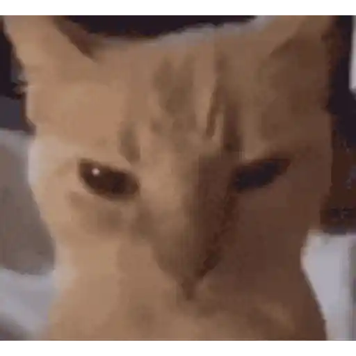 Figurinha: Gato com olhar intimidador