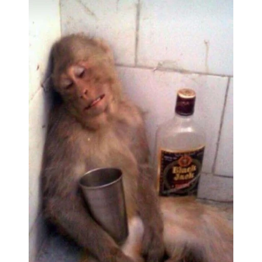 Sticker: Drunk Monkey