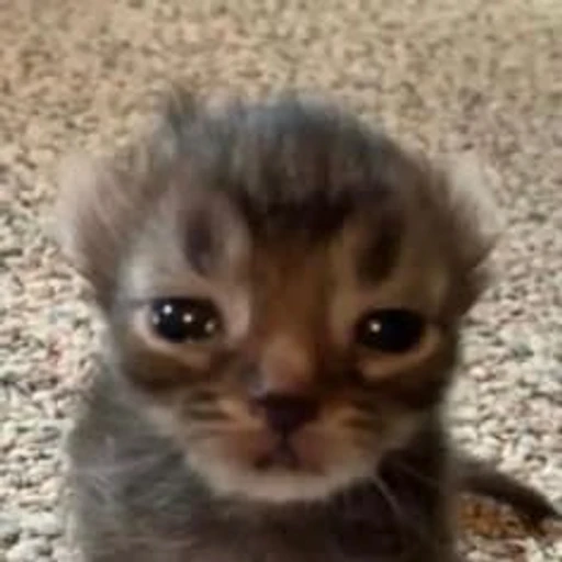 Figurinha: Gatinho Triste