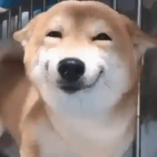 Sticker: Perro sonriendo pícaramente