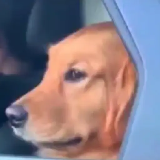 Sticker: Curious dog looking from car