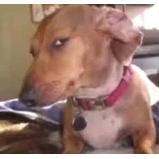 Figurinha: Cachorro desconfiado