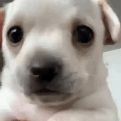 Figurinha: Cachorrinho pedindo desculpa