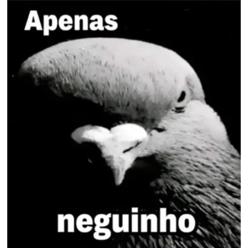 Sticker: Lil' Pigeon