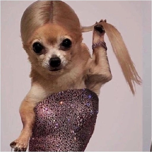 Figurinha: Cachorrinha fashion