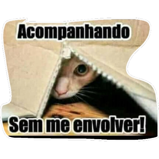 Figurinha: Gato espião