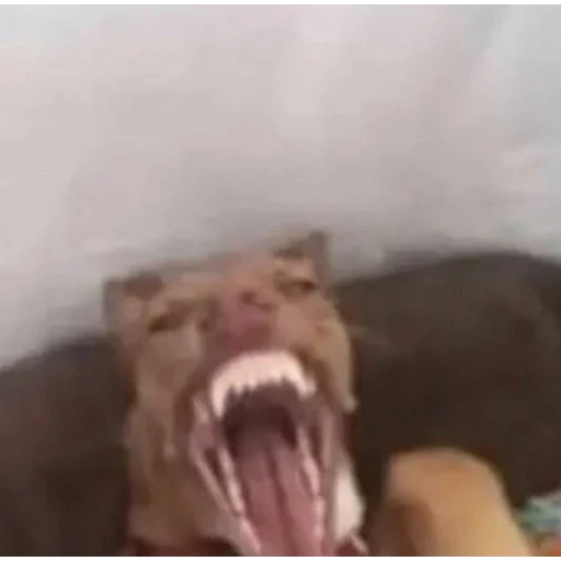 Figurinha: Cachorro bravo