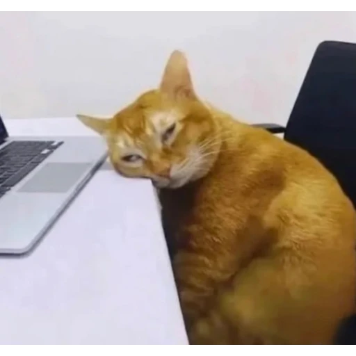 Sticker: Tired cat at work