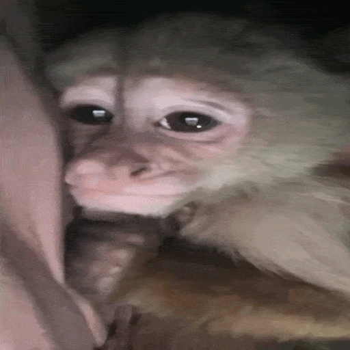 Sticker: Sad monkey