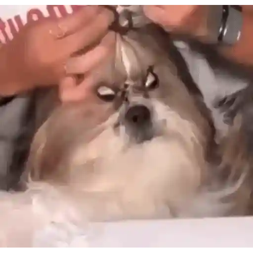 Figurinha: Cachorro bravo fazendo penteado