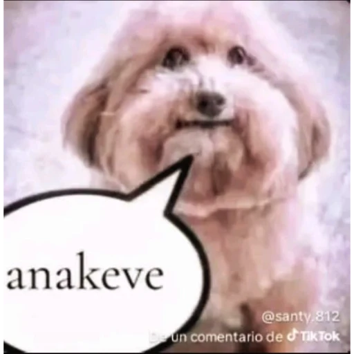 Figurinha: Cachorrinho com fala "anakeve"