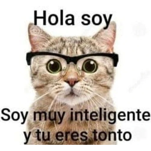 Figurinha: Gato Inteligente