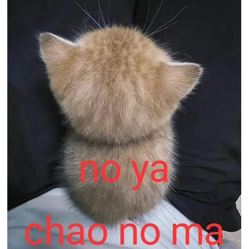 Figurinha: no ya chao no ma