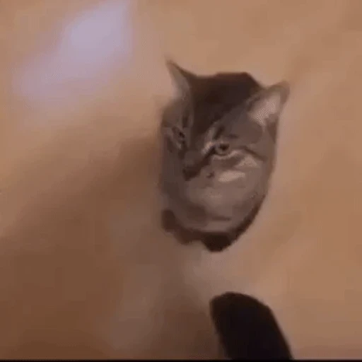 Figurinha: Gato se transformando
