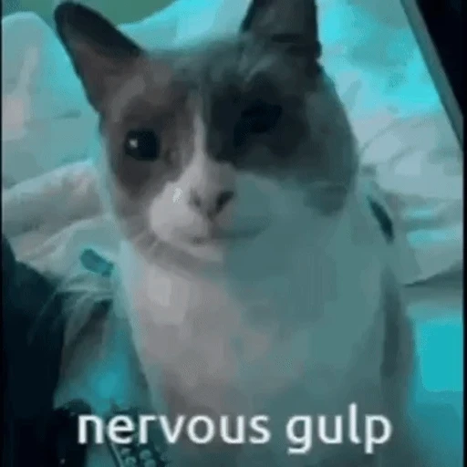 Figurinha: Nervous Gulp