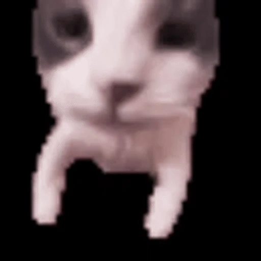 Figurinha: Gatinho chegando perto