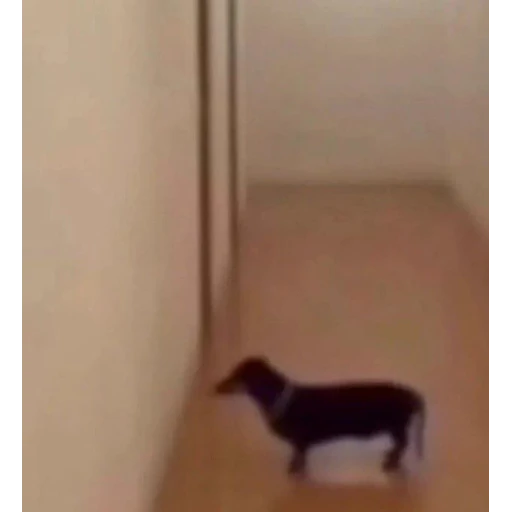 Sticker: Perro salchicha en el pasillo