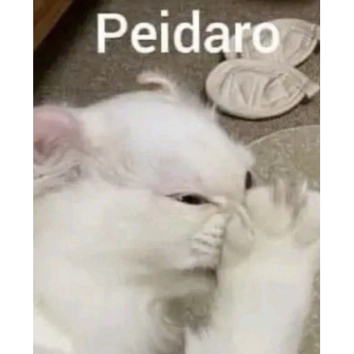 Figurinha: Peidaro
