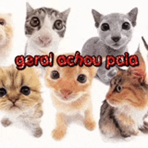 Figurinha: Geral achou paia