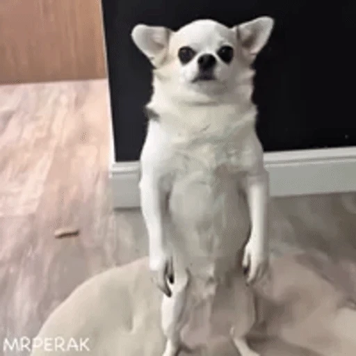 Figurinha: Cachorro fazendo continência