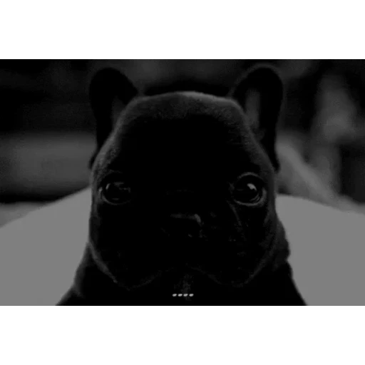 Figurinha: Cachorrinho piscando