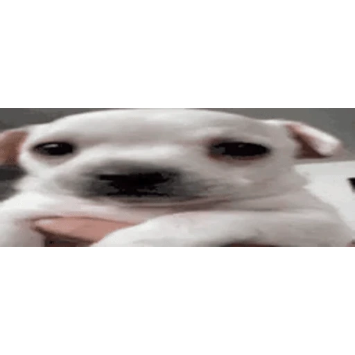Figurinha: Cachorrinho fofo