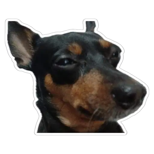 Figurinha: Cachorro com cara de sono