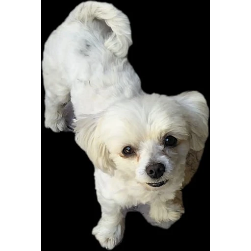 Sticker: Perrito blanco