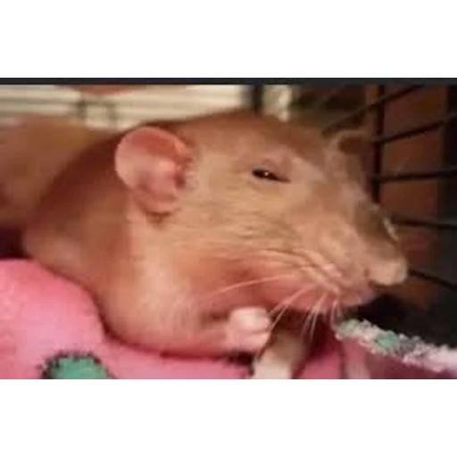 Figurinha: Rato pensativo