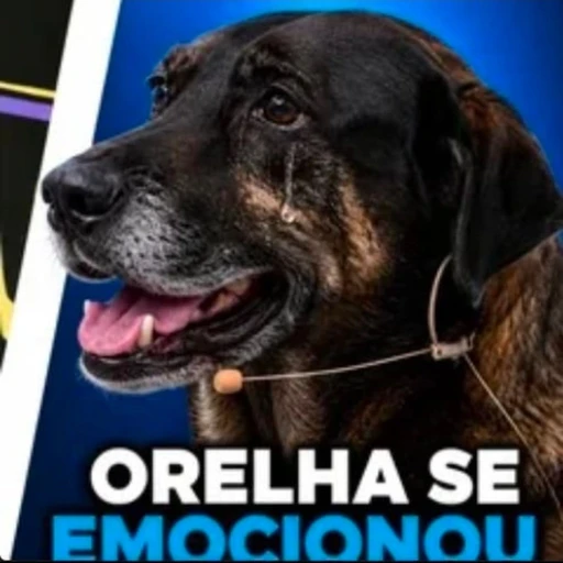 Figurinha: Orelha se emocionou