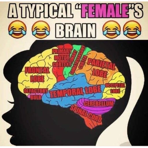 Figurinha: A Typical Female's Brain