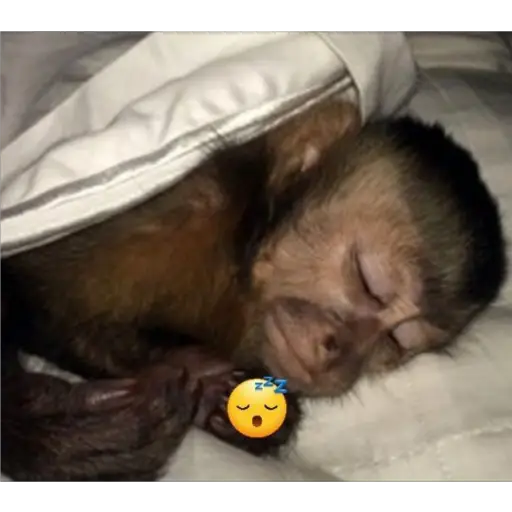 Sticker: Mono durmiendo