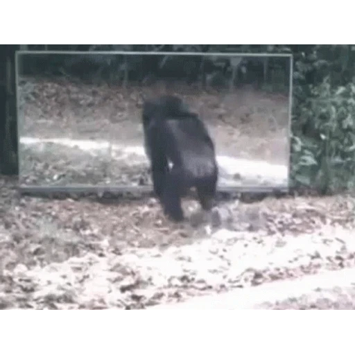 Figurinha: Chimpanzé quebrando espelho