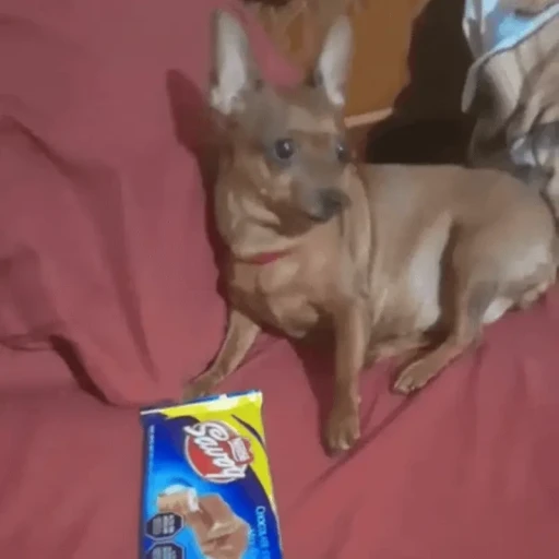 Sticker: Perro con chocolate Savoy