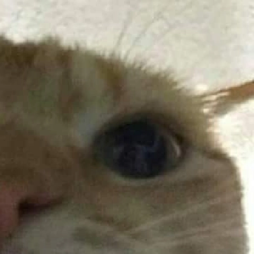 Figurinha: Olho de gato desconfiado