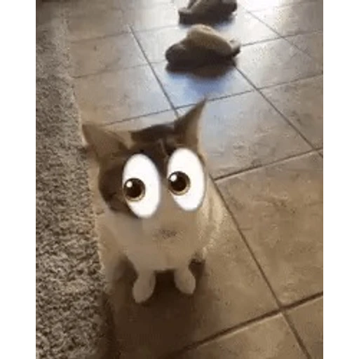 Figurinha: Gato com olhos engraçados
