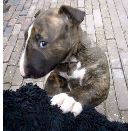 Figurinha: Filhote de Bull Terrier