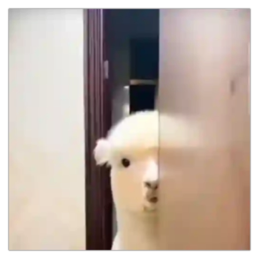 Figurinha: Lhama curiosa