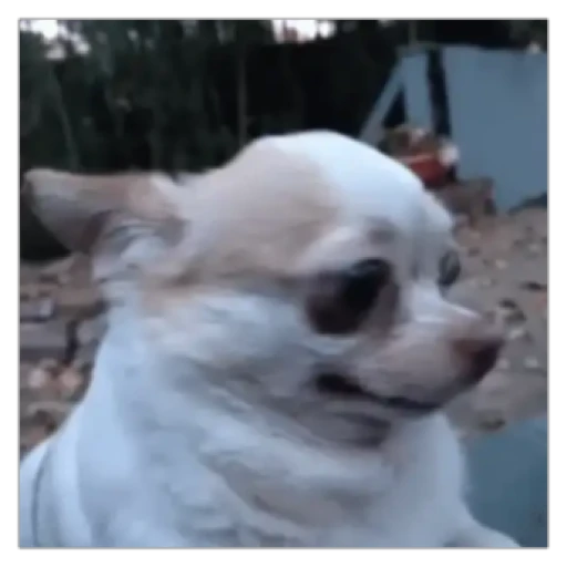 Figurinha: Cachorro assustado