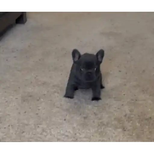 Sticker: French Bulldog puppy