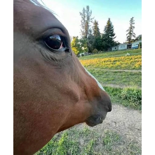 Figurinha: Cavalo na câmera