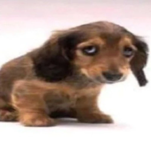 Sticker: Cachorro triste
