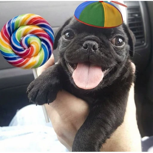 Figurinha: Pug fofo com pirulito