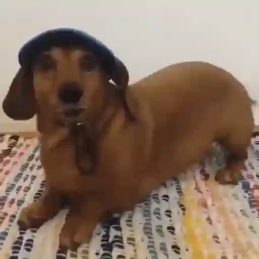 Figurinha: Cachorrinho estiloso de boné