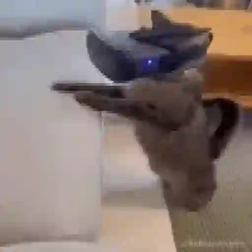 Figurinha: Gato com arma