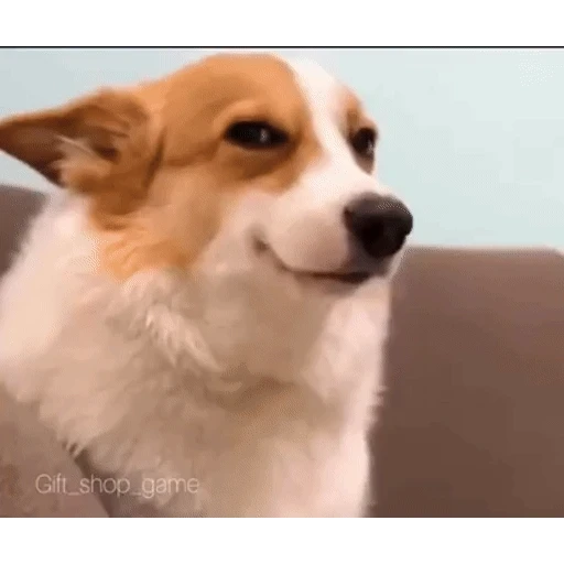 Figurinha: Cachorro irônico