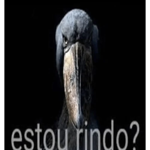 Figurinha: Estou rindo?